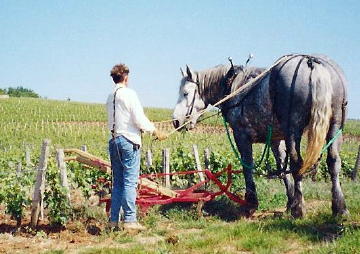 plowing the vineyards in Burgundy