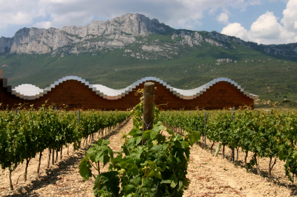 Modern Vineyard in Rioja Region, Spain