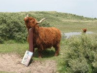 Statue of a scottish highland bull