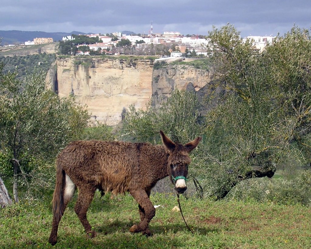 Donkey in olive groves with Ronda in the background