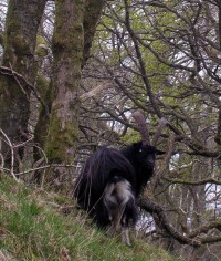 Much needed company for the solo walker A feral goat