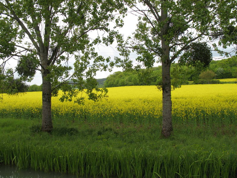 rapeseed field and trees in the french countryside