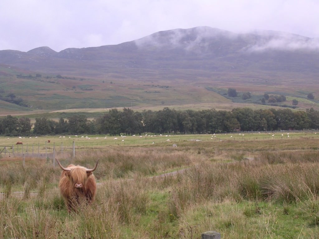 The Highland, or hipster, cow at home