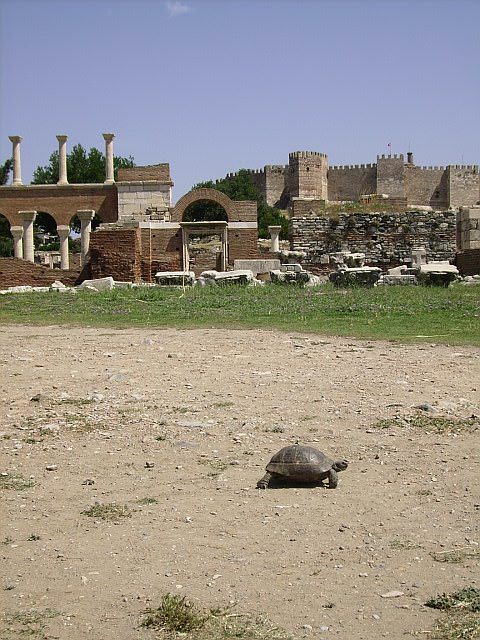 Selcuk Basilica with turtle
