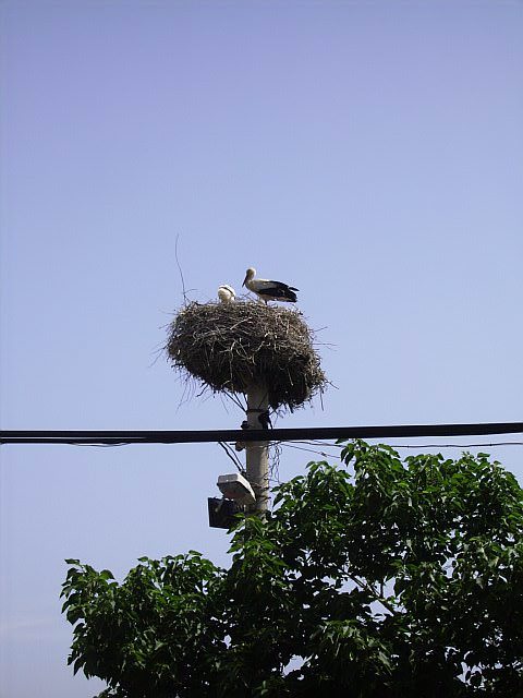 Nesting storks in Selcuk