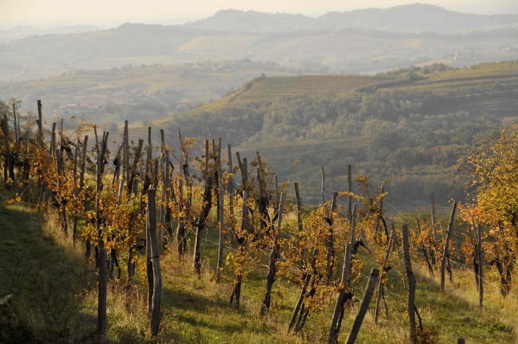Vines in the Goriska Brda region