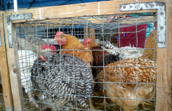 Live Chickens for sale at Brussels' Clemenceau market