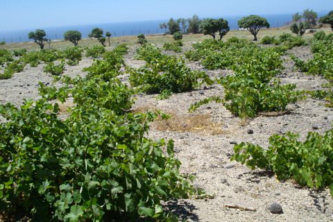 Vineyards Boutari Wineries