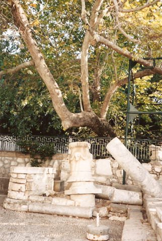 Ancient tree in Kos, Greece