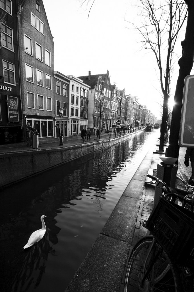Amsterdam Swan