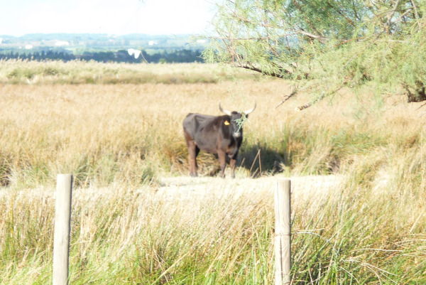 Bull grazing in the Camargue