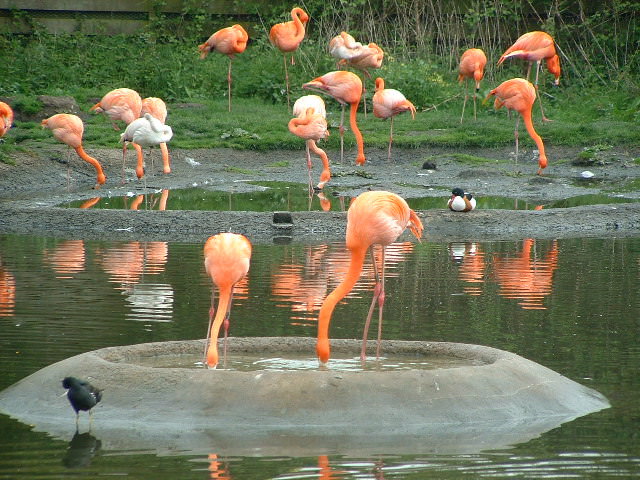 Flamingos at the National Wetland Centre, photo by Nigel Homer