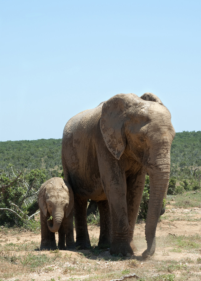 Mom and baby elephant by Pharos (Julie H. Ferguson)