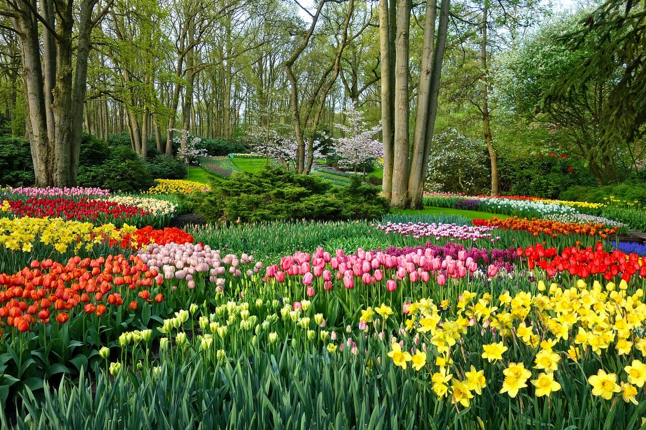 Tulips in Holland - Keukenhof Garden - River Cruise from Amsterdam Netherlands
