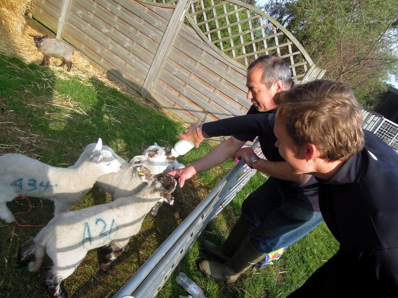 Bottle feeding the lambs
