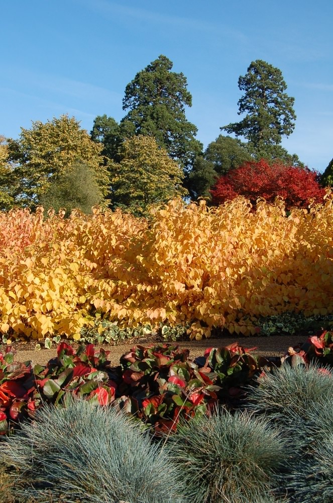 Autumn color in The Savill Garden