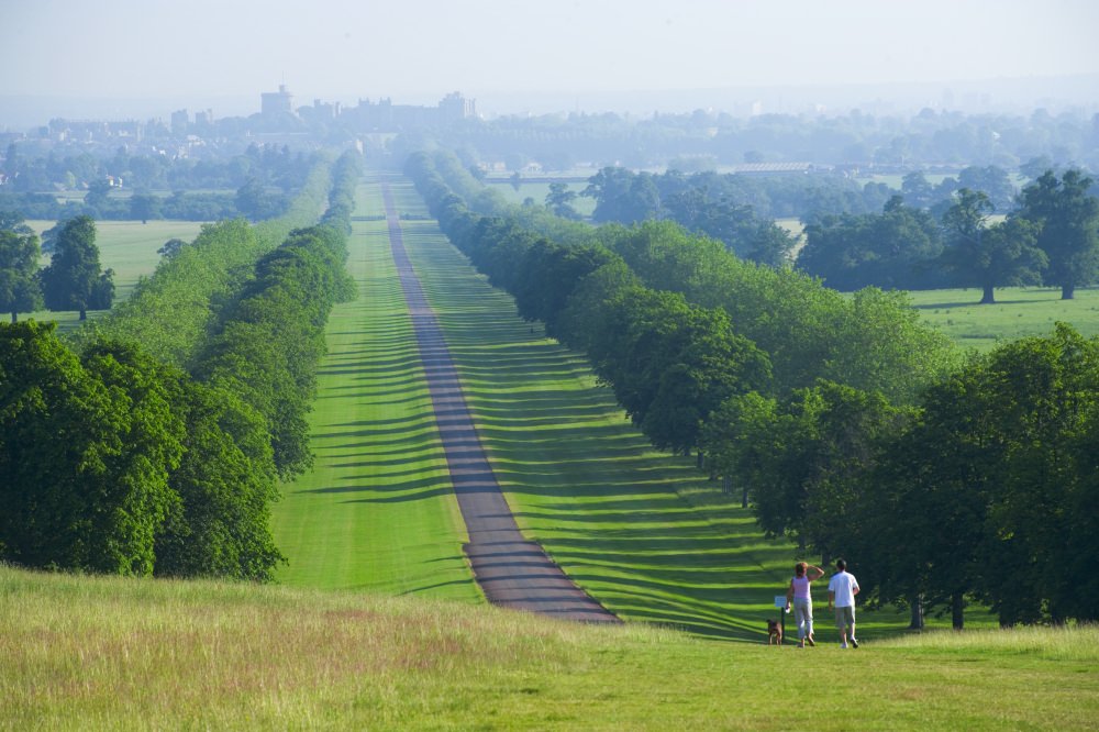  Dogwalkers on the Long Walk with Windsor Castle in the distance