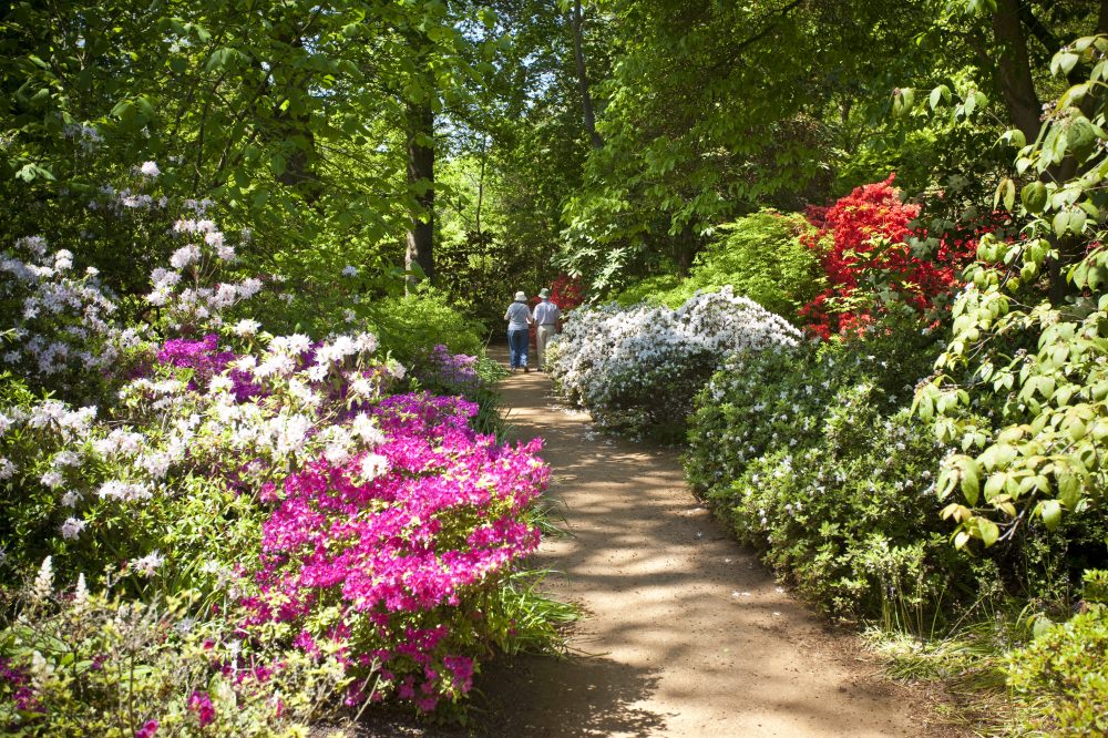 Rhododendrons and Azaleas line the paths in the Great Park