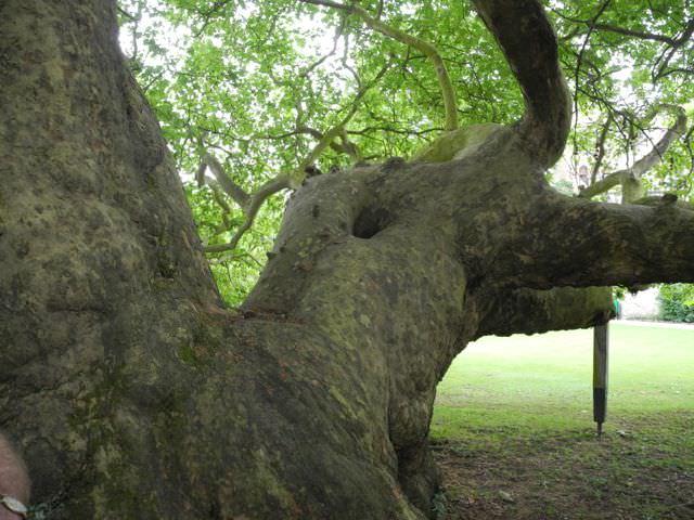 Jabberwocky tree
