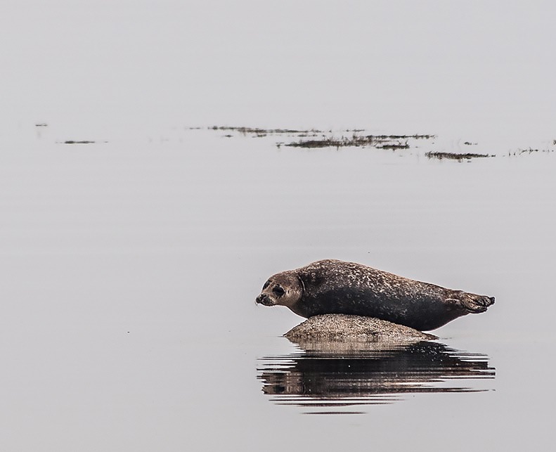 One of many seals off Kildonan in the south of Arran on a bright, but misty afternoon. 