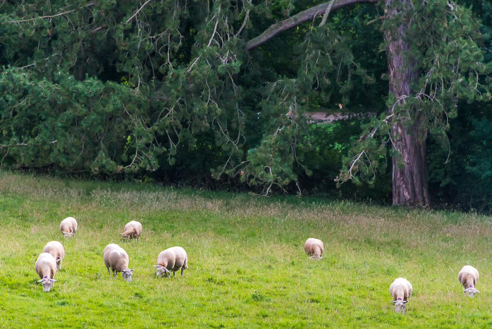 Sheep graze in the meadow near Ruthin Castle