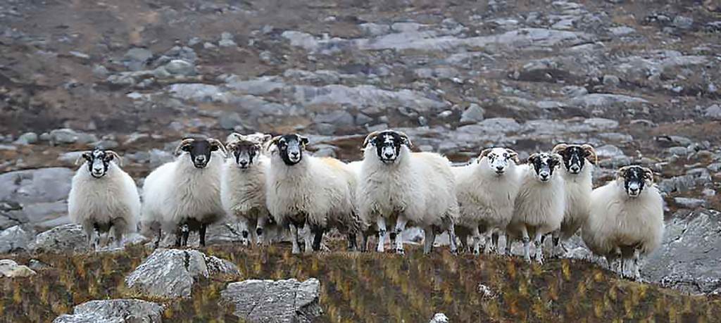 Without the sheep there would be no Harris Tweed. Courtesy: Harris Tweed and Knitwear 