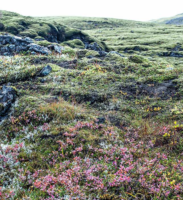 The grey-green mosi, moss, (top) is like a cushion; almost white Reindeer lichen (left) branches into delicate twigs; and the red low-growing plants (centre) are berry bushes. Icelandic sheep browse on these all summer, flavoring their meat.