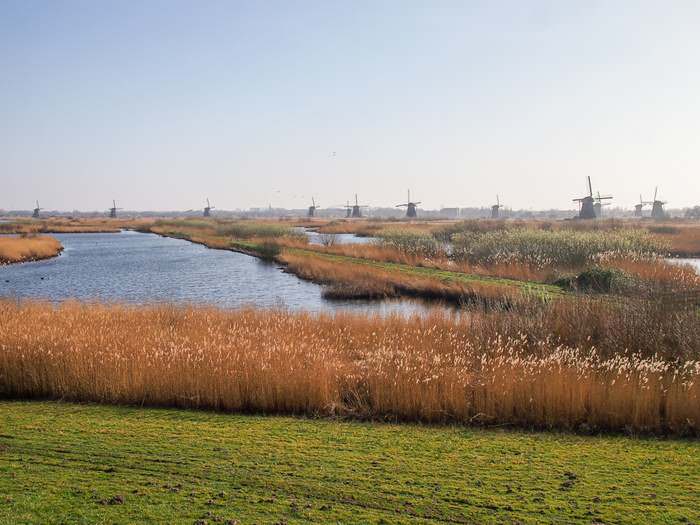 A quintessential Dutch landscape with the Kinderdijk windmills in the background