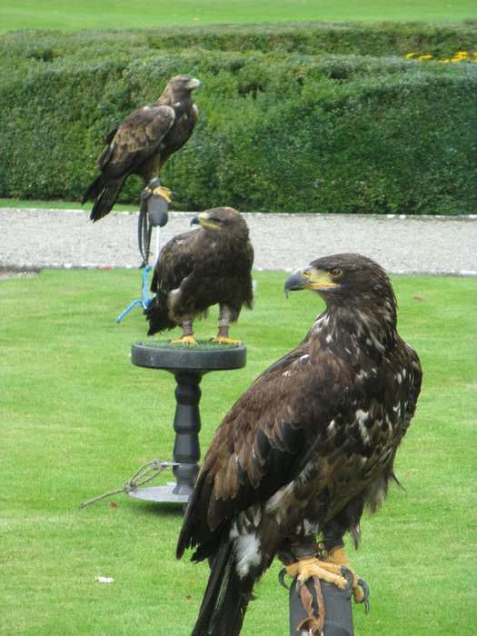 Falconry is one of the sports available at Adare Manor , one of Ireland's best hotels.