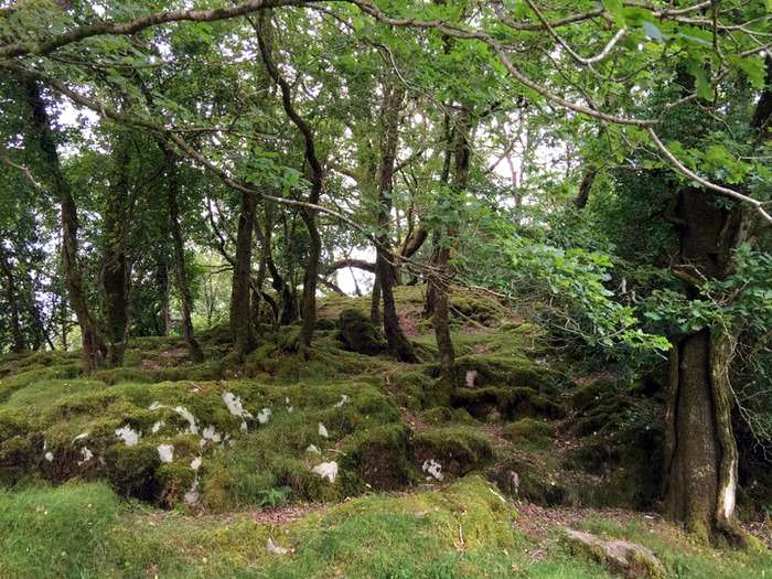 Mossy rocks and woodlands are at the lower end of the Gap of Dunloe walk.