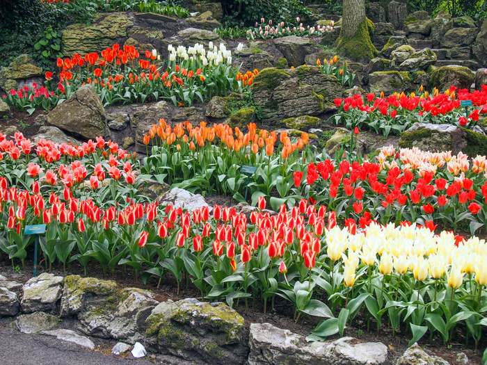 Tulip rock garden, Keukenhof Gardens
