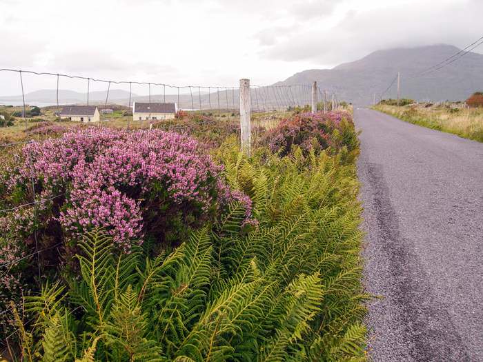 Wildflowers lining an empty road in Connemara