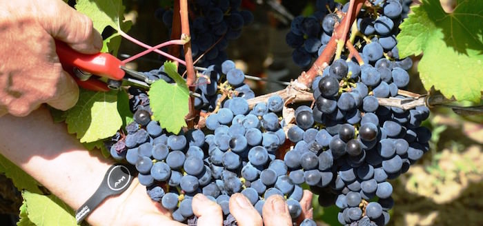 Harvesting grapes at the Emmanuel Delicata winery in Malta