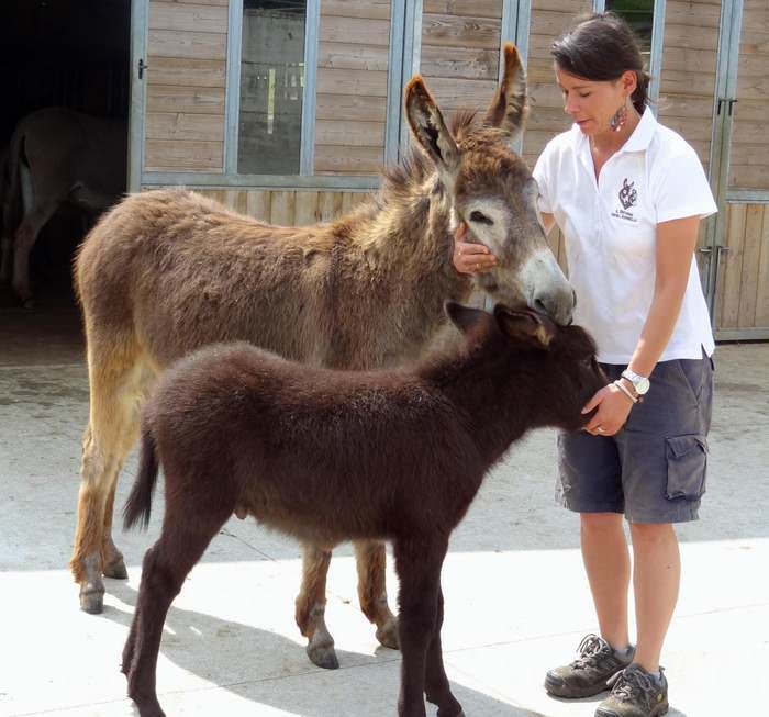 A loving bond between residents and volunteers at Italy's Donkey Refuge
