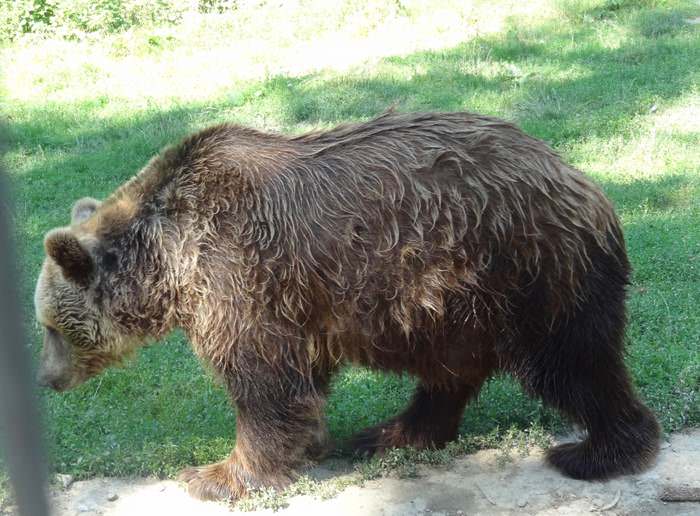 Bears love the relief of wet fur on a hot day at the LiBearty bear Sanctuary