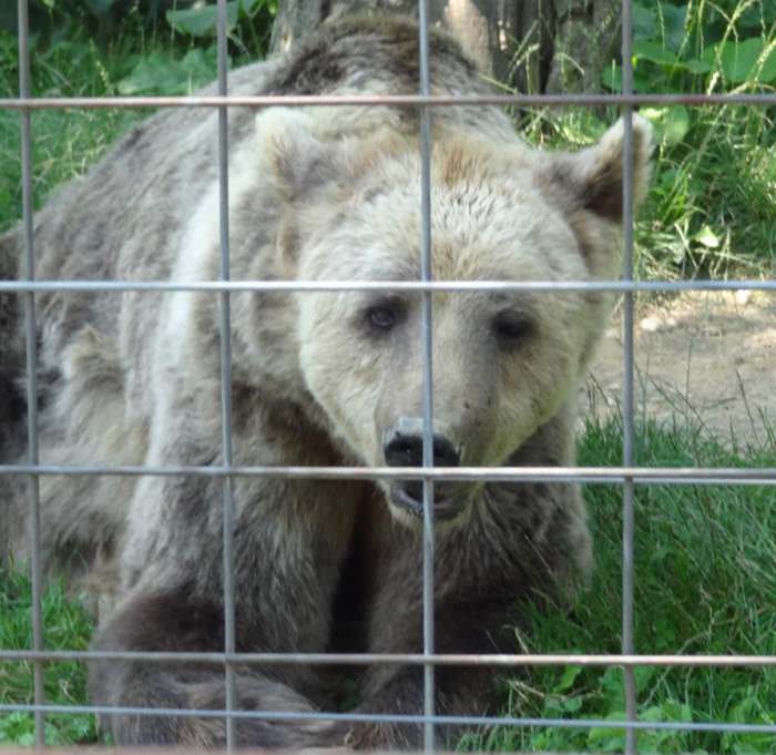 A close encounter with Graeme at the LiBearty Bear Sanctuary