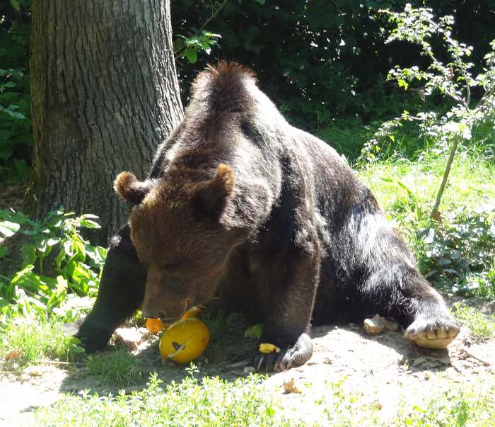 Blind maligned Max enjoys his fruit treats at the LiBearty bear Sanctuary