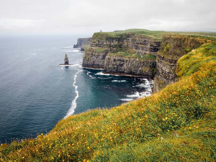 Wildflowers atop the Cliffs of Moher