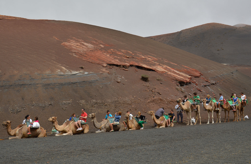Camel riding in Lanzarote