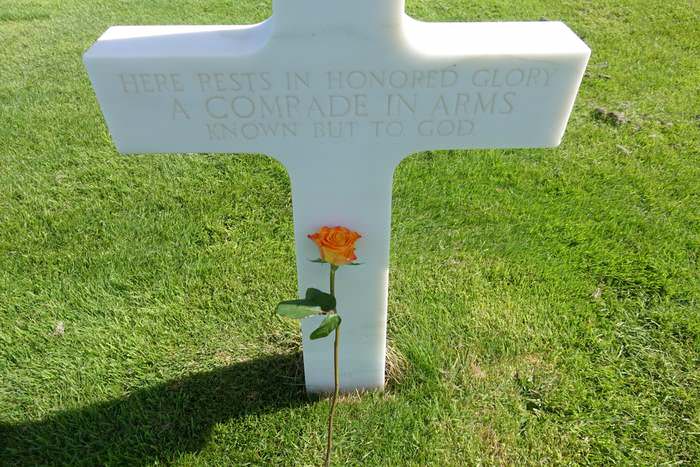 A peach colored rose in Normandy's American cemetery
