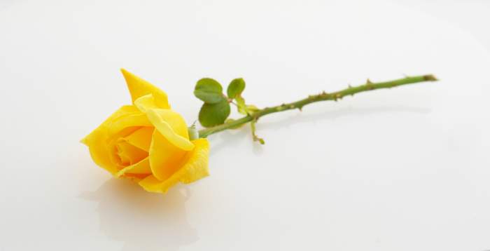 A Yellow Rose for LT Walter Baker buries in Normandy