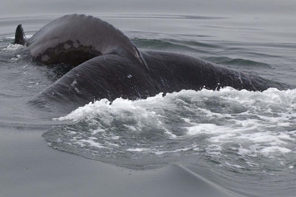 Closeup of a whale fin breaching the surface
