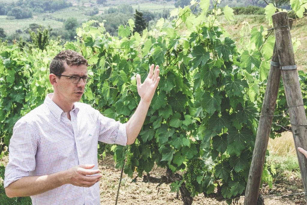 Sovestro in Poggio - Winery in Tuscany