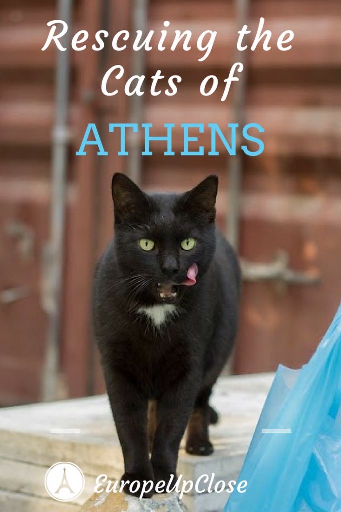 Athens Greece: Cats of Athens - Cat Rescue Nine Lives Organization in Athens Greece