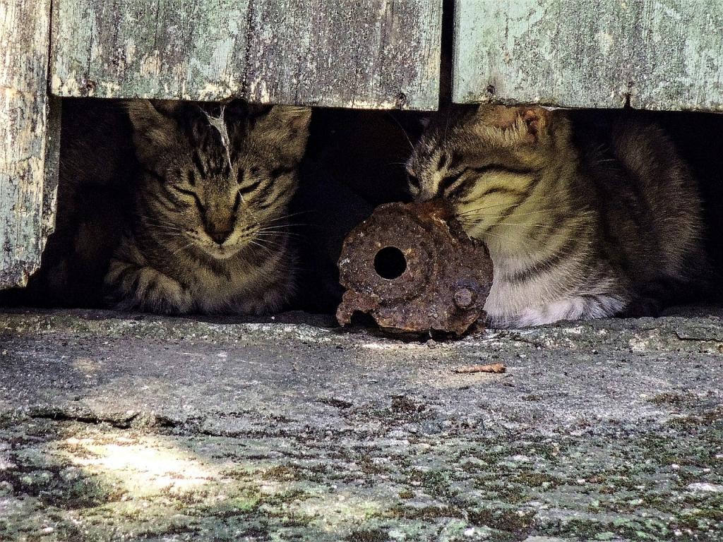 Feral Cats of Athens, Greece