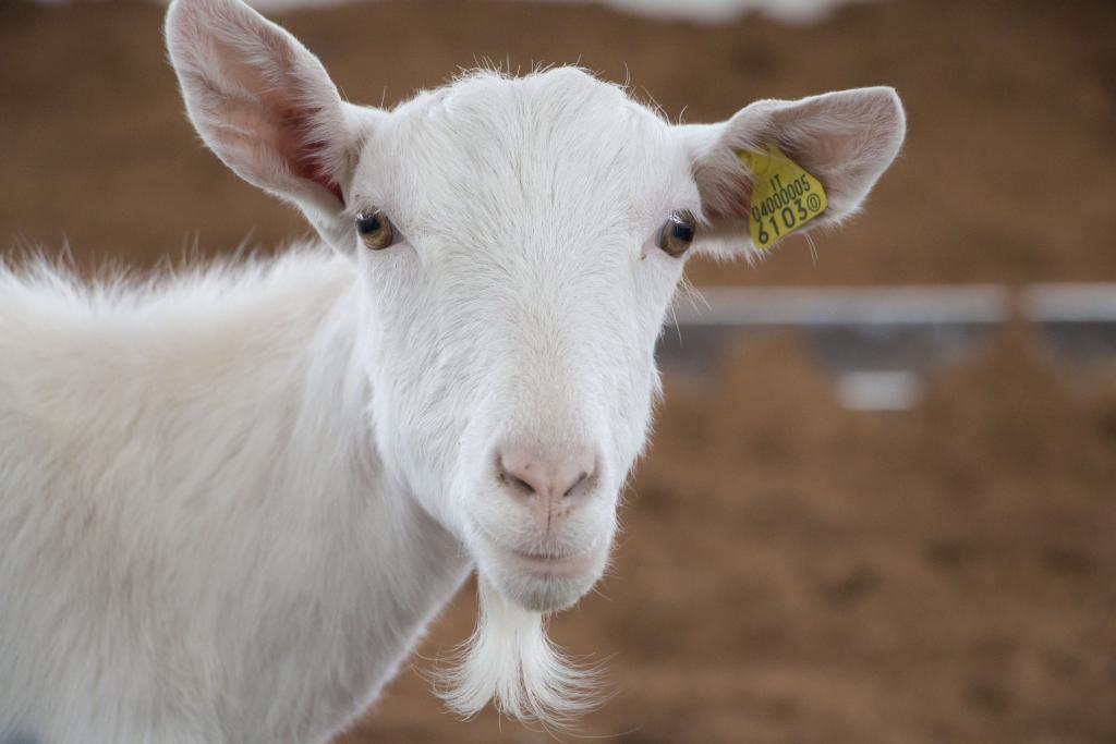 Goat at FICO Eataly World Farm