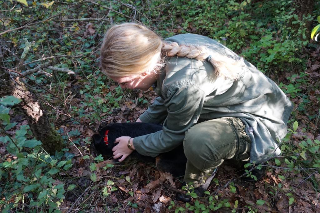 woman with dog digging in the dirt hunting for truffles in croatia