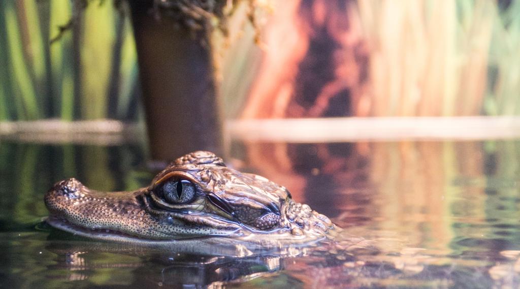 Swimming with Aligators in Mobile, Alabama - EuropeUpClose Travel Blog