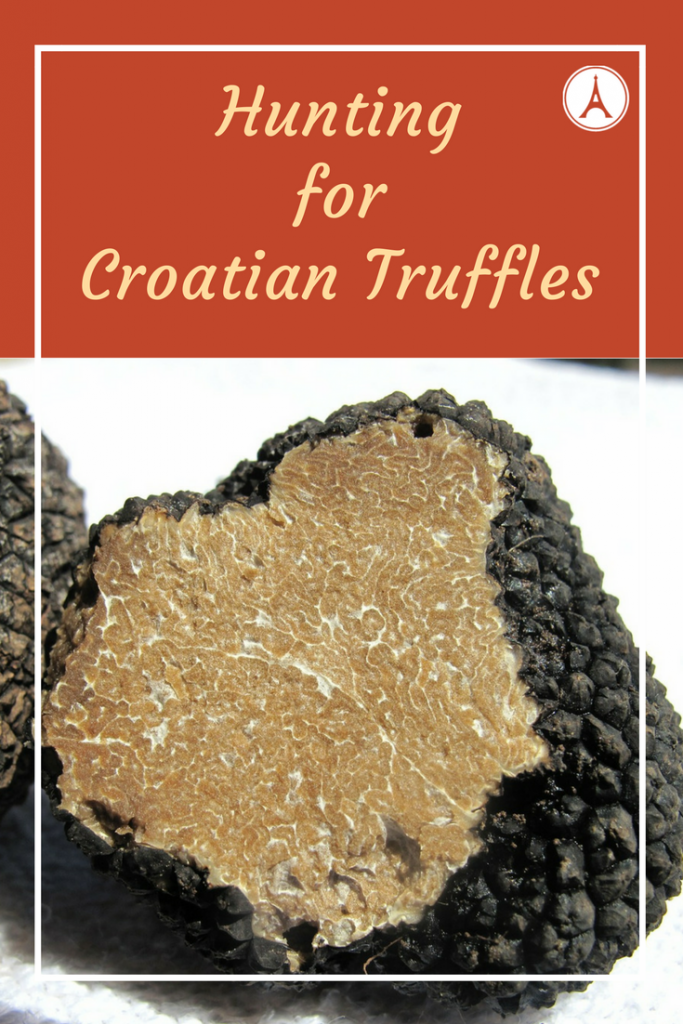 Hunting for Croatian Truffles - Harvesting Black and White Truffles on Croatia's Istrian Peninsula