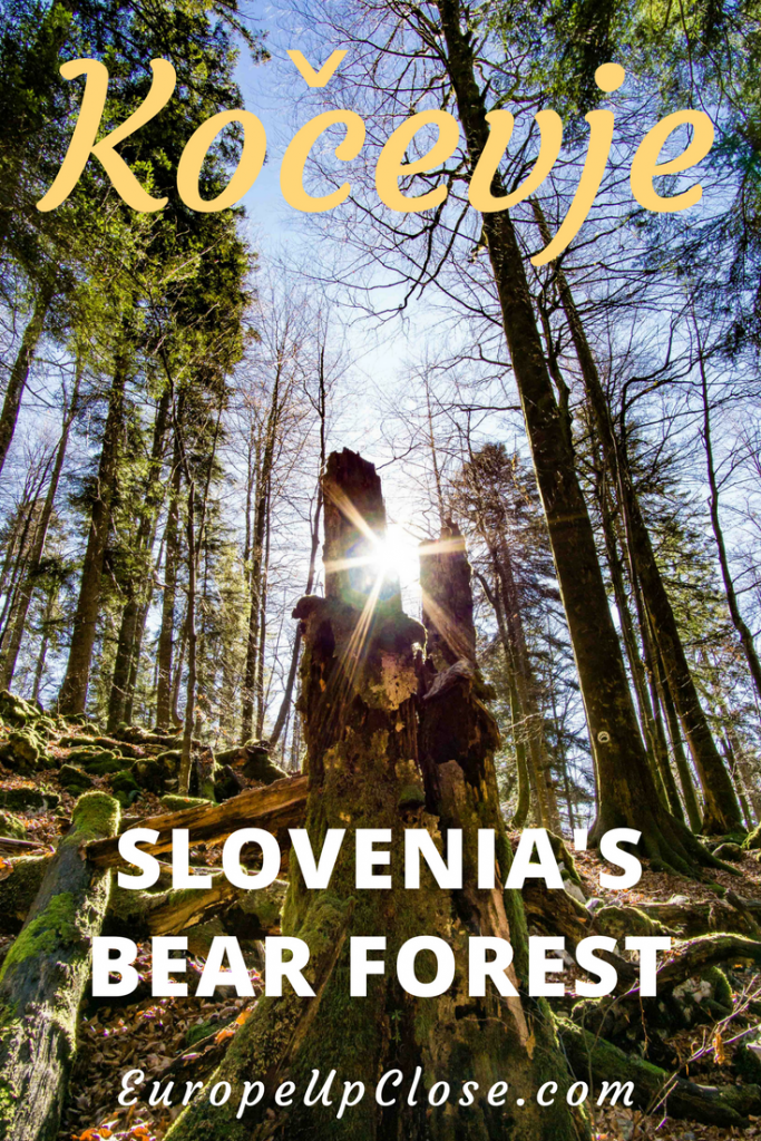 Kočevje - Slovenia's Bear Forest - Virgin Forest in Slovenia - Hiking in Slovenia - Eco Tourism Slovenia